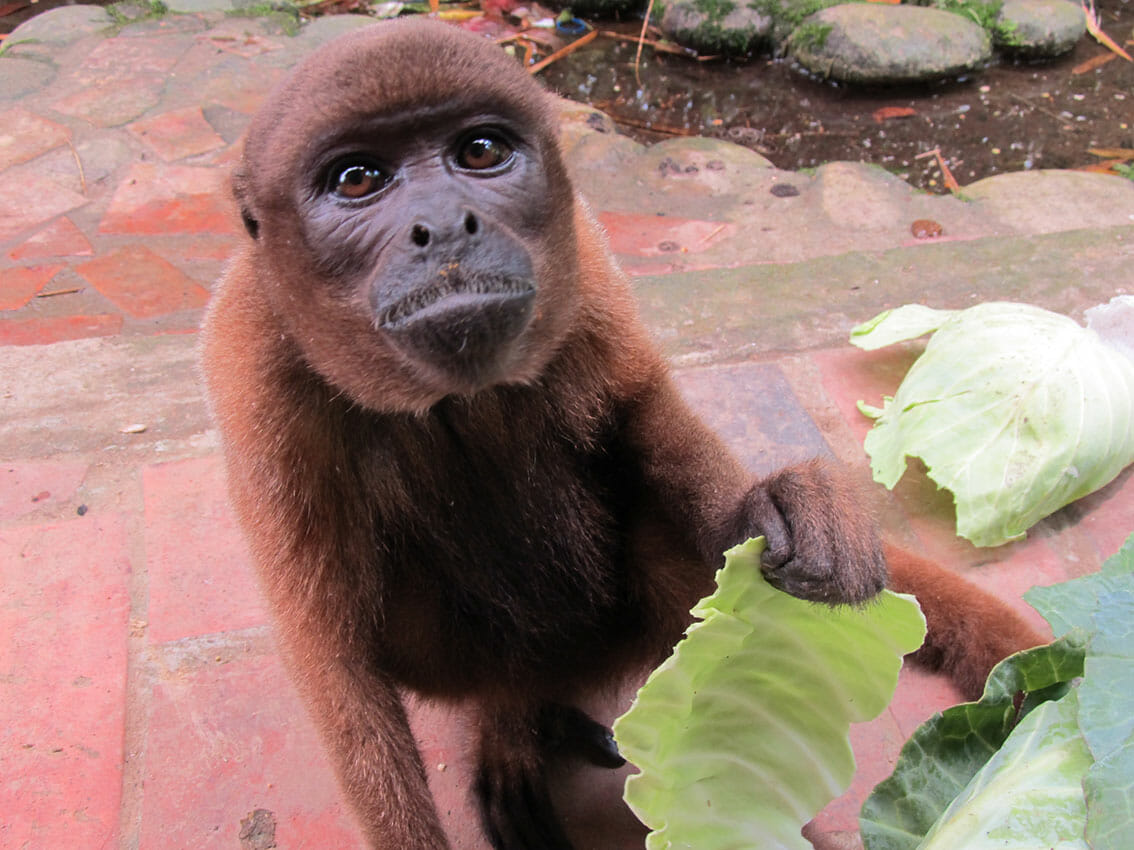 Monkey at rescue centre Ecuador